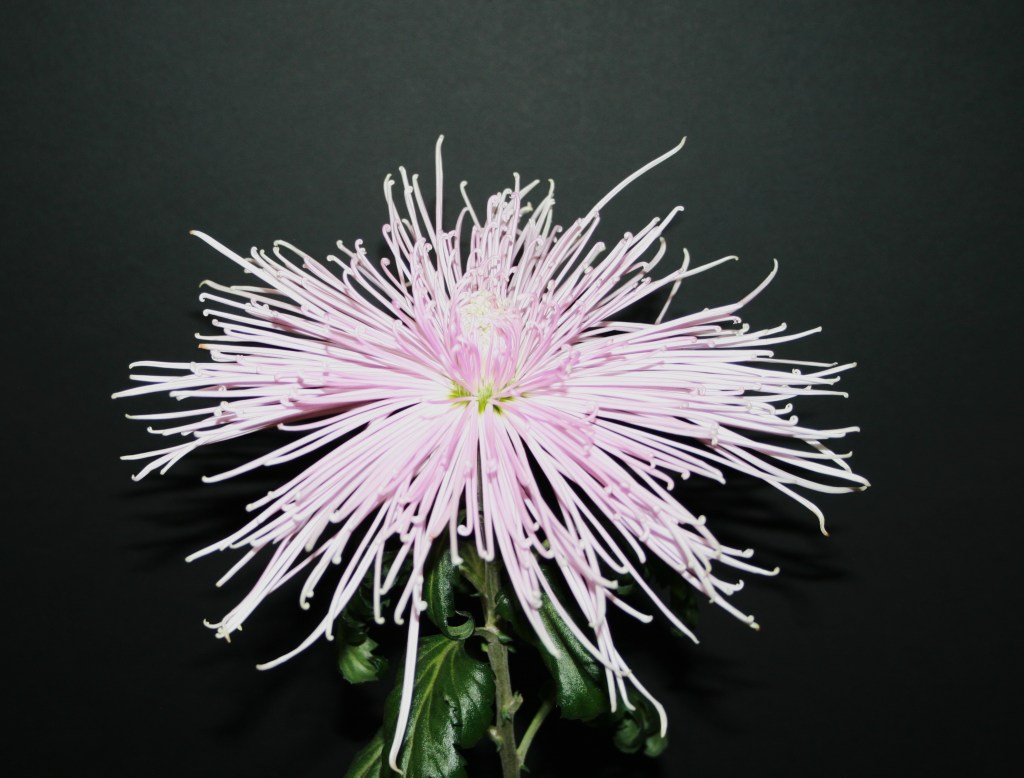 Best Challenge Cup Entry - Vegas Show Girl - Grown by Camilla Ng - Photo by Todd Brethauer