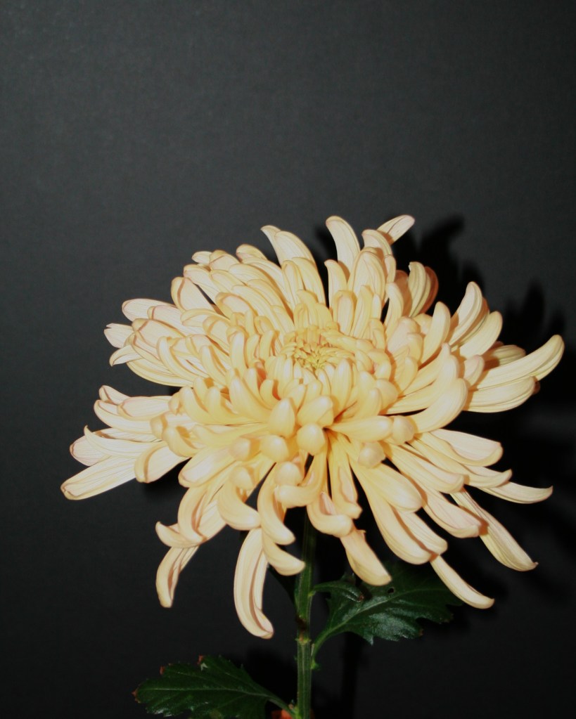 Best Decorative - Krabi - Grown by Joan Matthews - Photo by Todd Brethauer