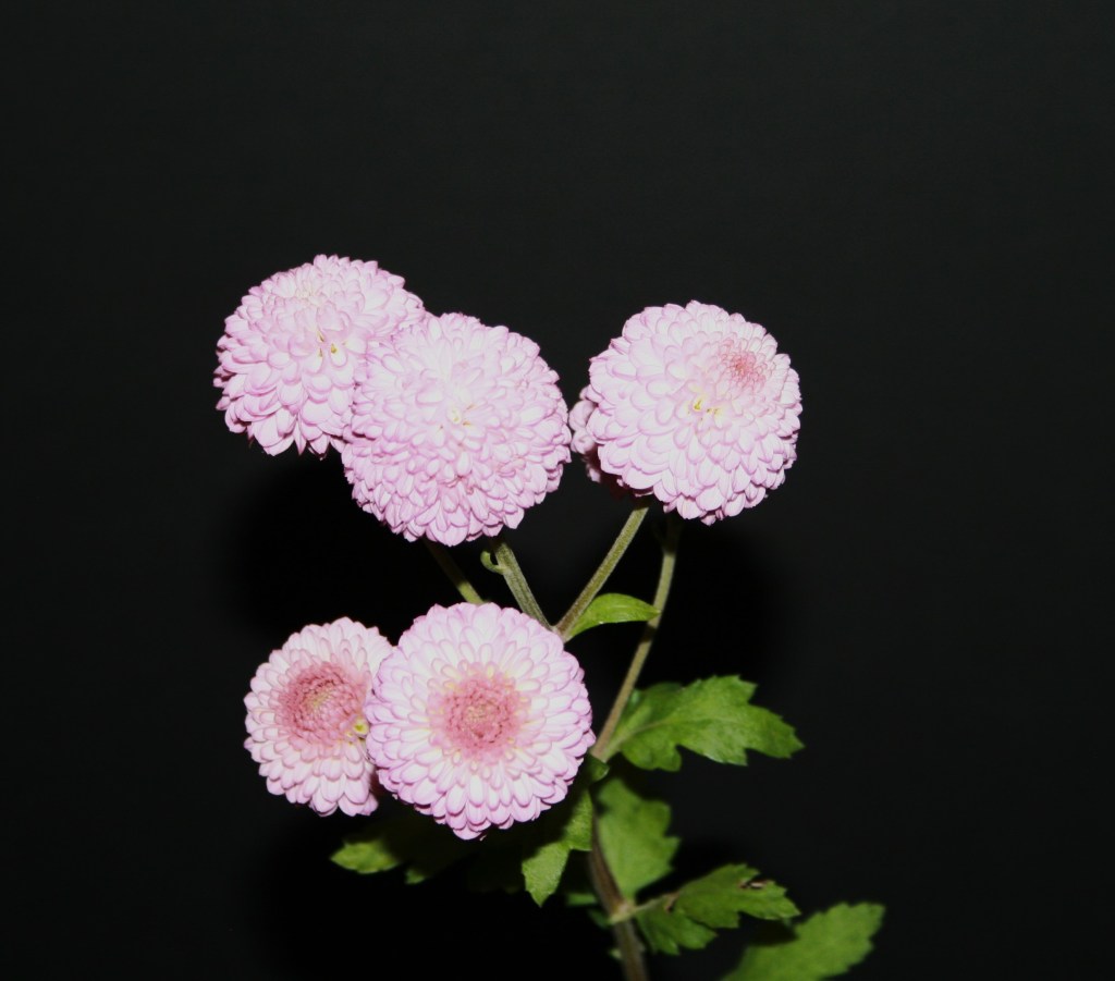 Best Judges NCS Terminal Spray - Lavender Pixie - Grown by Chuck Blewett - Photo by Todd Brethauer