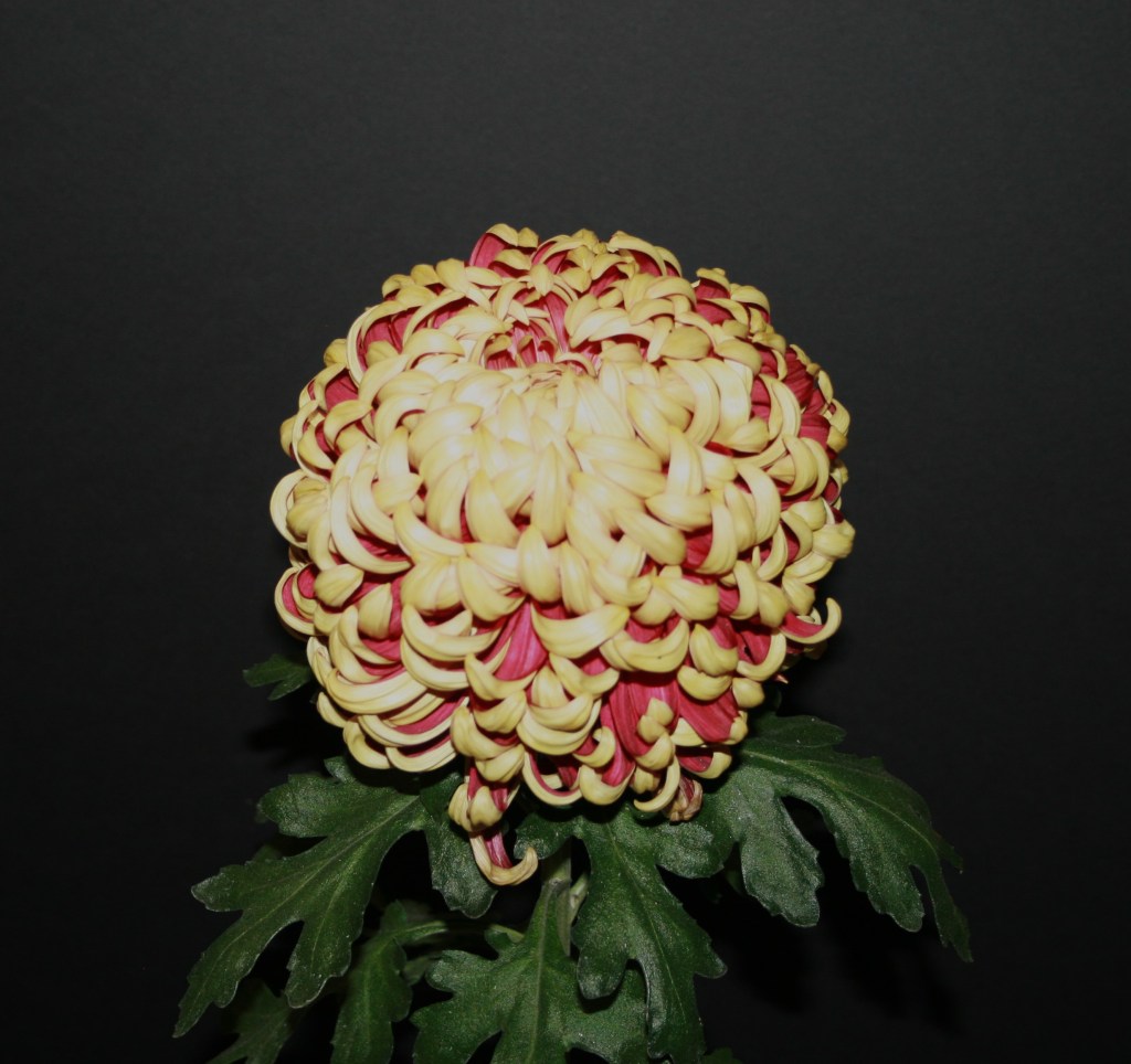 Best Judges Single Bloom - Crimson Tide - Grown by Stephen Avallone - Photo by Todd Brethauer