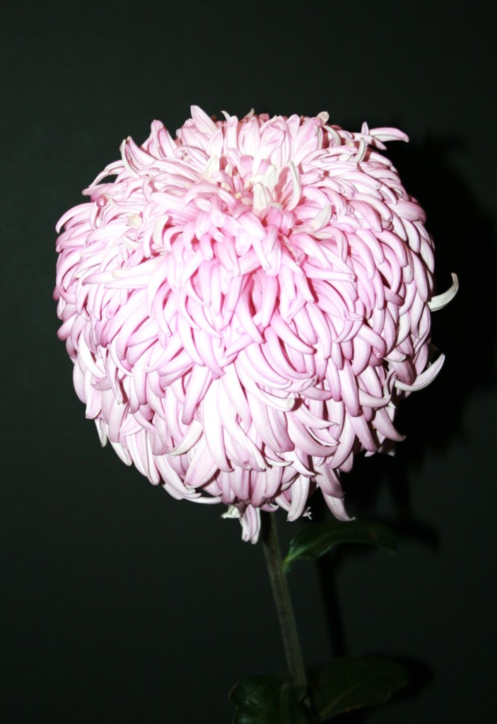 Best Reflex - Bill Holden - Grown by B Tobias - Photo by Todd Brethauer