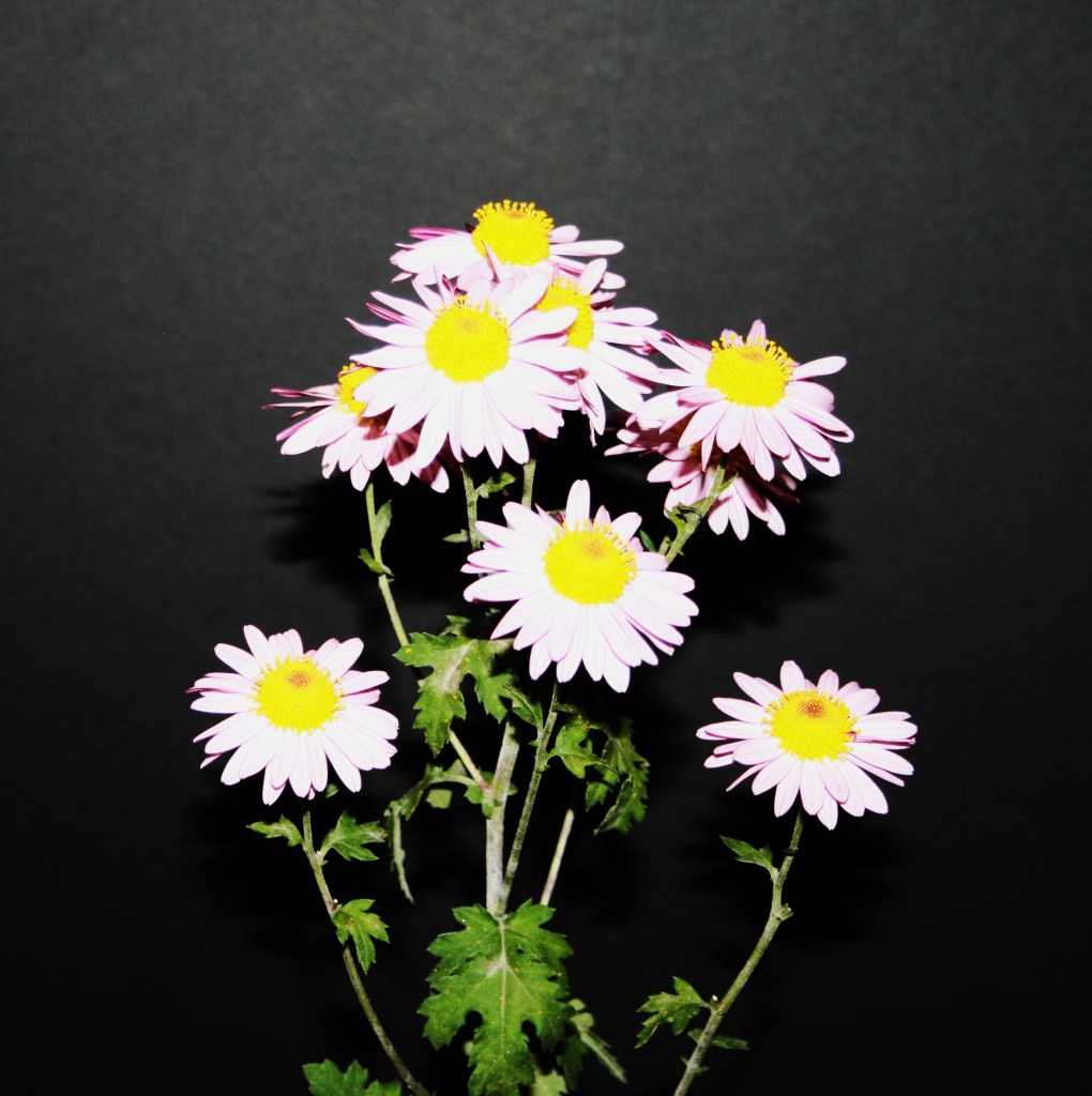 Best Seedling and Srpouts NCS Terminal Spray - 2024AE#1 - Grown by John Capobianco - Photo by Todd Brethauer