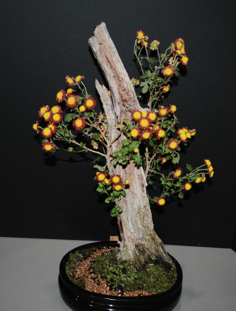 Best Seedlings and Sports Container Grown - 2018VS#5 - Grown by John Capobianco - Photo by Todd Brethauer