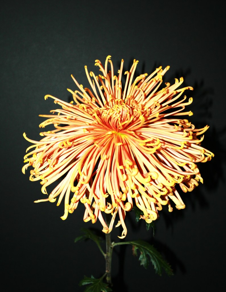 Best Spider - Coral Reef - Grown By Warren Pfeiffer - Photo by Todd Brethauer - ODCS 2024