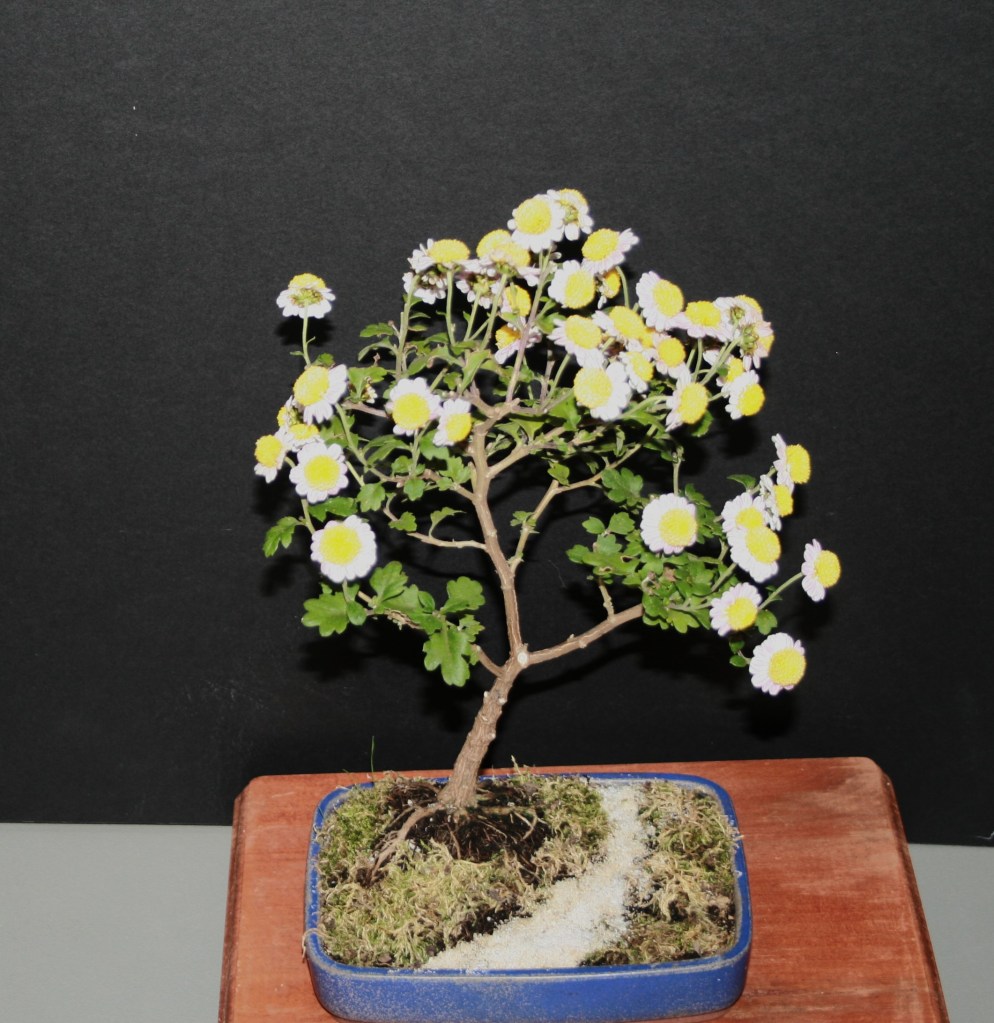 Sweepstakes Bonsai - Debbie Simon - Grown by John Capobianco - Photo by Todd Brethauer